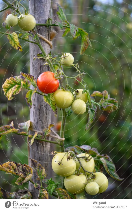 Tomaten Lebensmittel Gemüse Ernährung Bioprodukte Vegetarische Ernährung Diät Slowfood Grünpflanze Nutzpflanze Garten nachhaltig Gartenarbeit Ernte Herbst rot