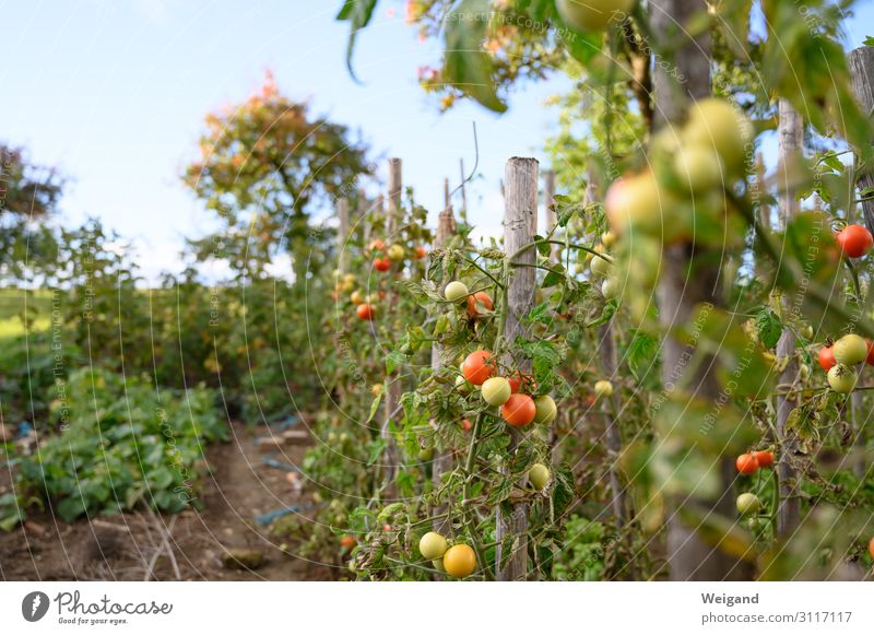 Tomatengarten Lebensmittel Gemüse Salat Salatbeilage Ernährung Umwelt Natur Nutzpflanze Garten Erfolg rot Sommer reif Ernte Herbst züchten lecker Slowfood