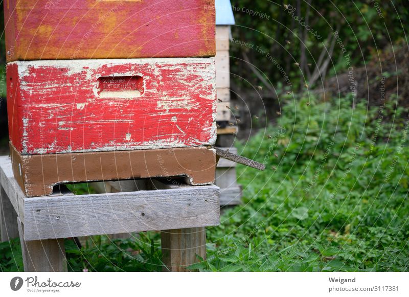 Bienen Umwelt Natur Stadtrand fliegen Honig Sommer Imkerei Farbfoto Außenaufnahme Menschenleer Schwache Tiefenschärfe