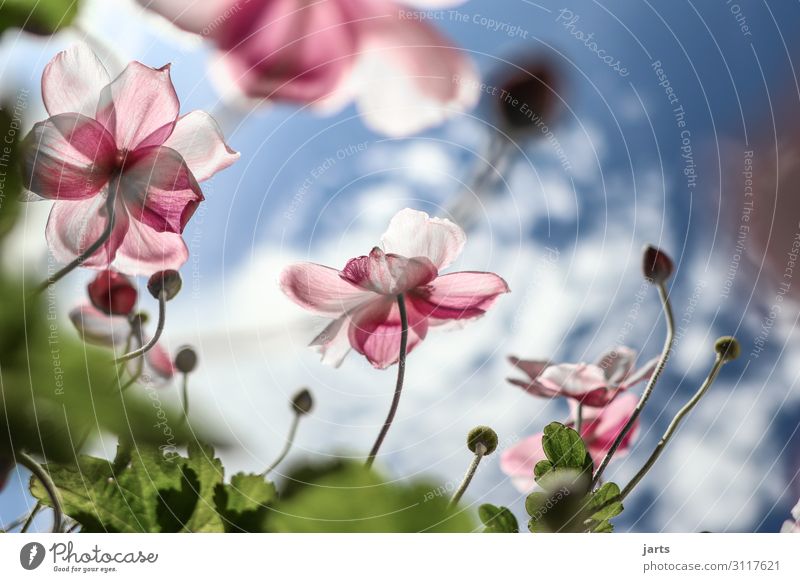 lichtblick Pflanze Himmel Wolken Sommer Herbst Schönes Wetter Blume Blühend Duft elegant frisch glänzend hell natürlich blau grün rosa Natur Herbstanemone