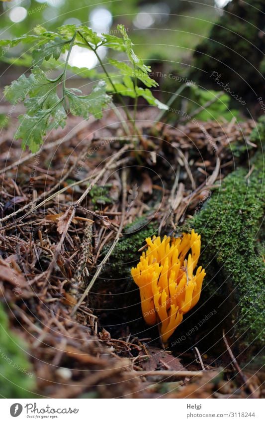 ein gelber Ziegenbart, eine Pilzart, wächst im Herbst am Waldboden Umwelt Natur Pflanze Schönes Wetter Moos Farn Wildpflanze stehen Wachstum ästhetisch