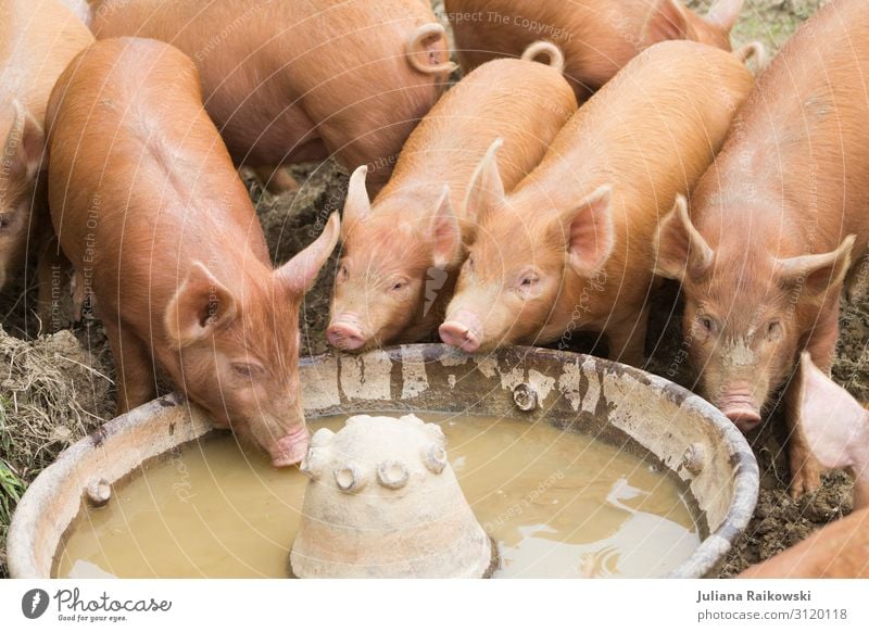 Schweinchen Natur Tier Nutztier Tiergruppe Trog Stall Fressen füttern trinken dreckig nachhaltig Umwelt süß Fleisch Tierhaltung Biologische Landwirtschaft braun