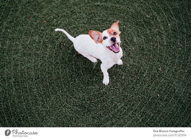 süßer kleiner Jack-Russell-Terrier-Hund, der spielbereit im Freien sitzt. Glücklicher Hund bei Sonnenuntergang. Haustiere im Freien Spielen Freundschaft Freude