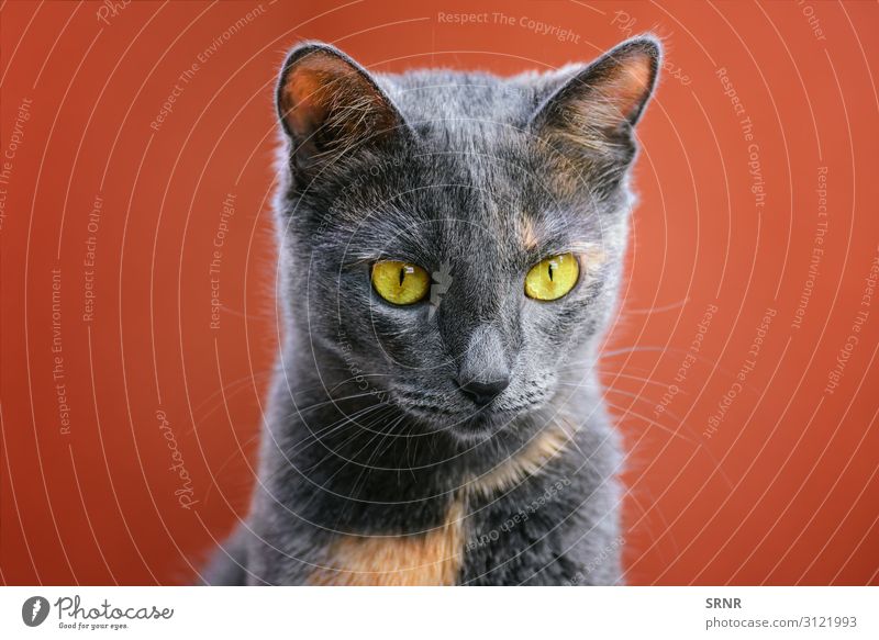 Katze Gesicht Tier Haustier niedlich heimisch Ohren Auge Säugetier outbred Muschi Kater Backenbart Porträt Blick