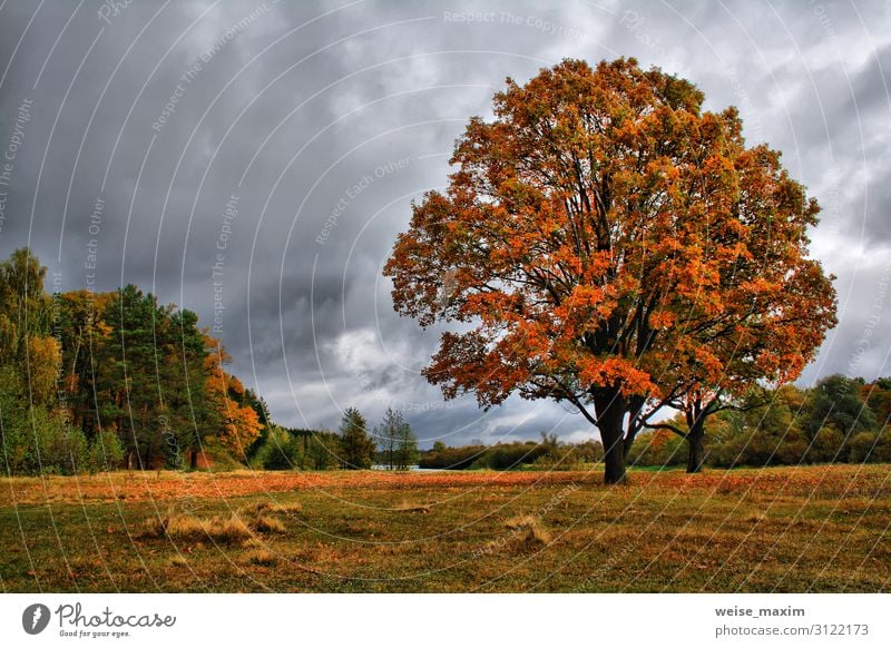 Orangene Herbsteichen auf der Wiese. Goldene Herbstlandschaft Umwelt Natur Landschaft Luft Himmel Wolken Gewitterwolken Klima Klimawandel Wetter