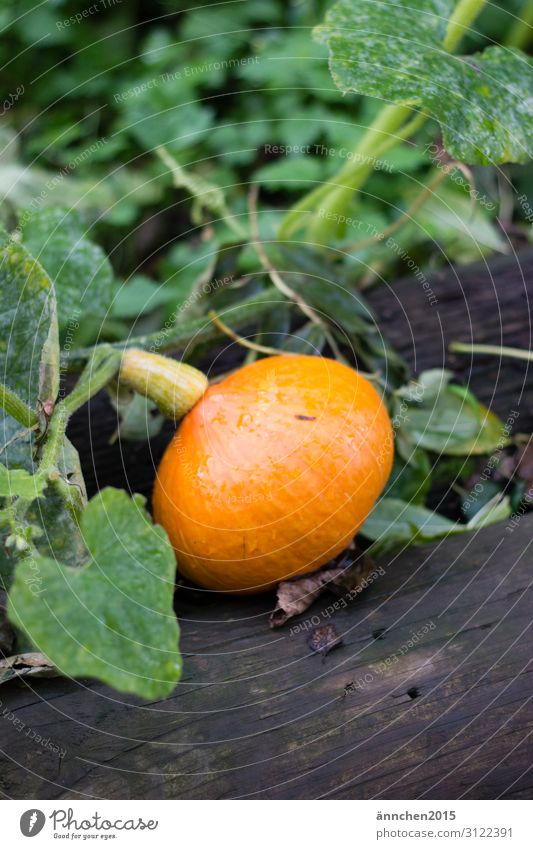 Herbstzeit Lebensmittel Gemüse Ernährung Bioprodukte Vegetarische Ernährung Slowfood kaufen Gesundheit Gesunde Ernährung Erntedankfest Halloween Landwirtschaft
