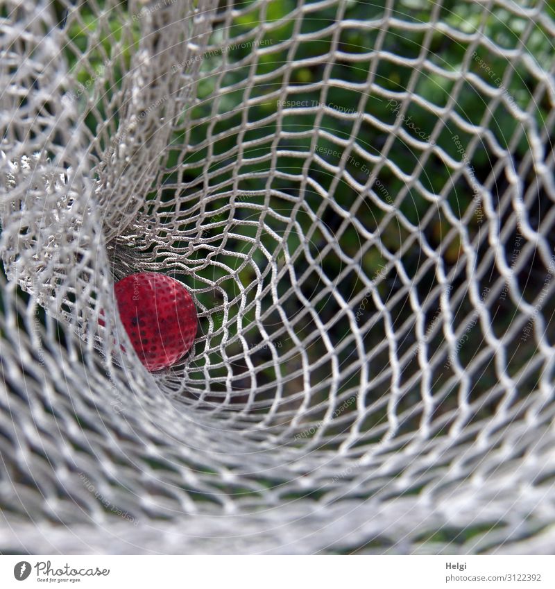 ein roter Minigolfball liegt in einem weißen Netz Freizeit & Hobby Spielen Schönes Wetter Ball Kunststoff liegen authentisch einzigartig klein grün Freude