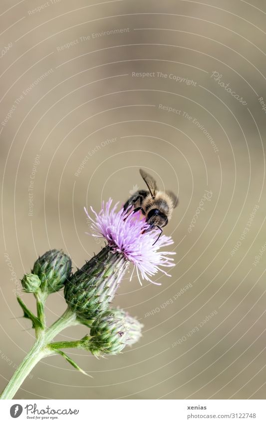 Biene an Distel Honigbiene Natur Blume Blüte Garten Tier Wildtier 1 klein wild braun grün rosa Nektar Umwelt fleißig Hintergrund neutral Schwache Tiefenschärfe