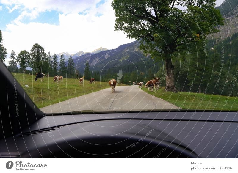 Kühe auf der Straße Landwirtschaft Alpen Tier Asphalt Österreich Glocke braun Vieh Kuh Europa Bauernhof Gras grün Milch Natur Sommer Schweiz Landschaft Wald