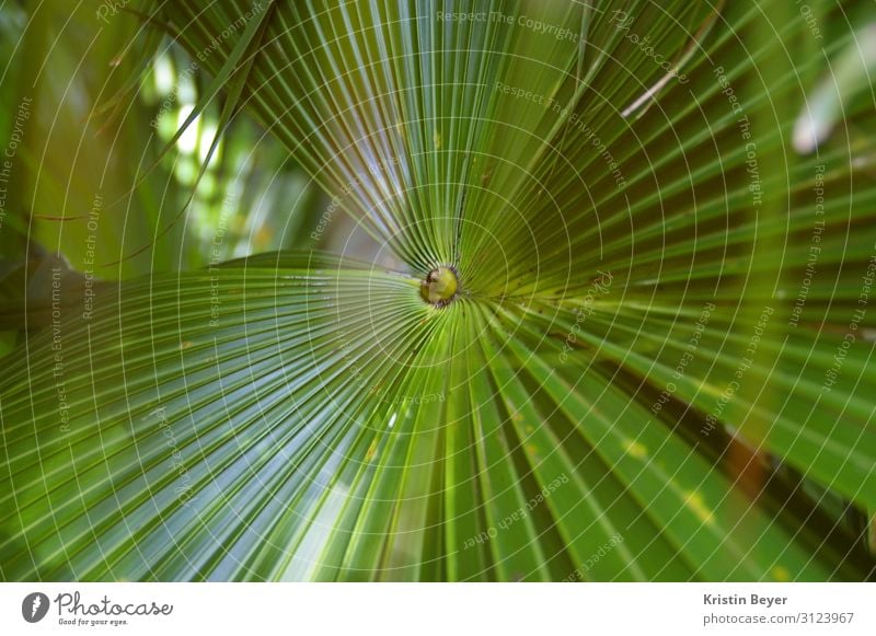 Palme Ausflug Sommer Kunst Natur Pflanze Baum Blatt Grünpflanze exotisch Insel Oase Blühend ästhetisch glänzend grün Lebensfreude Gelassenheit schön Umwelt