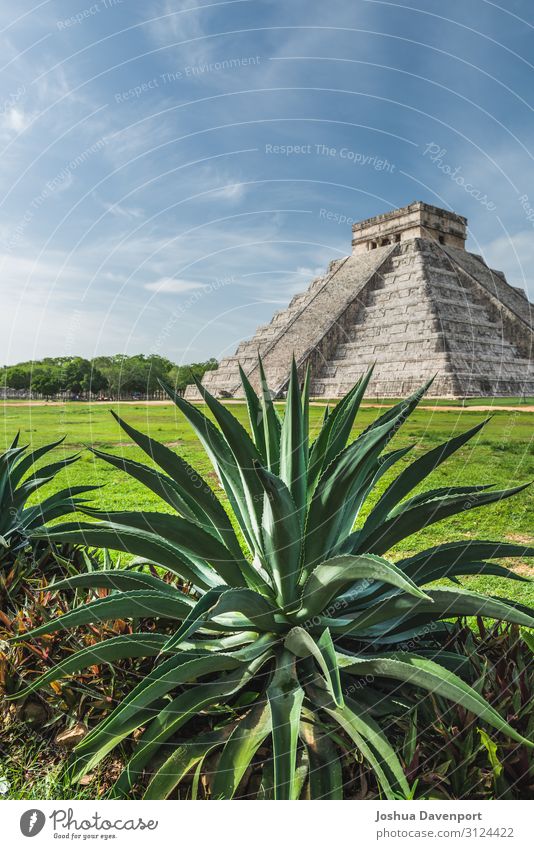 Pyramide von Kukulkanisch Ferien & Urlaub & Reisen Sightseeing Ruine alt Aloe Aloe Pflanze antik altes Gebäude Mittelamerika Chichén Itzá Wahrzeichen Maya