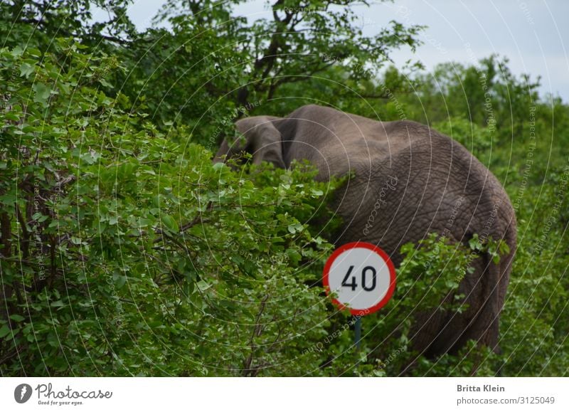 Tempolimit - gilt auch für Elefanten Abenteuer Safari Natur Sträucher Verkehr Straßenverkehr Verkehrszeichen Verkehrsschild Tier 1 fahren grau grün rot weiß