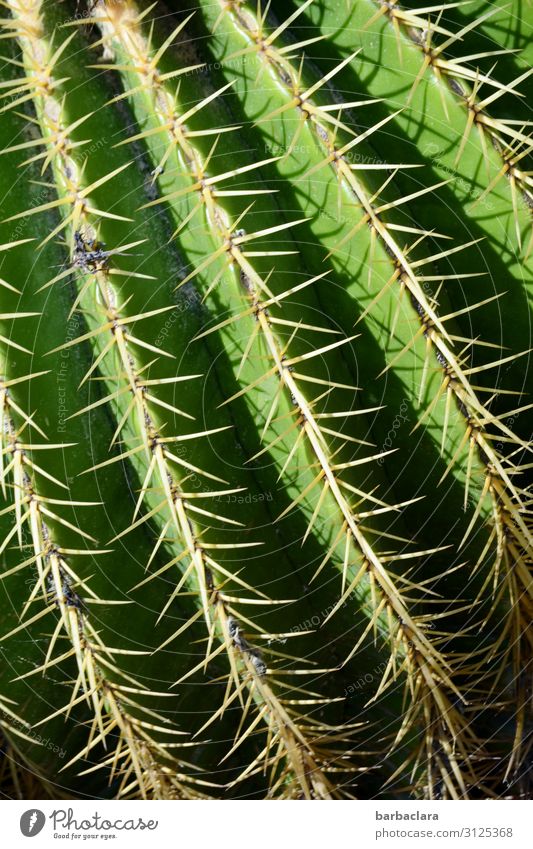 Fingerspitzengefühl | Vorsicht, der sticht, sticht, sticht! Pflanze Kaktus Nutzpflanze Garten Park Stachel Linie Wachstum exotisch Spitze stachelig grün Schmerz