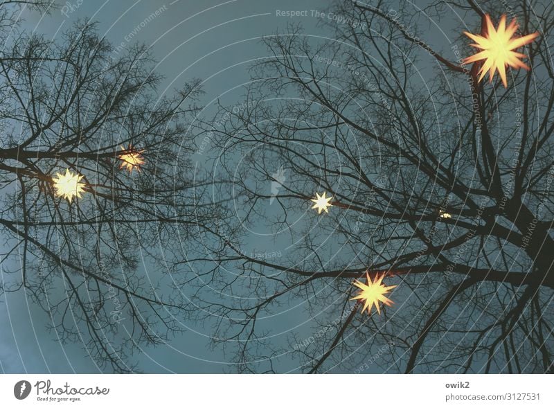 Sternbild Baum Nachthimmel Winter Zweige u. Äste Herrnhuter Sterne Dekoration & Verzierung Weihnachtsstern Holz Kunststoff Zeichen hängen leuchten dunkel hell