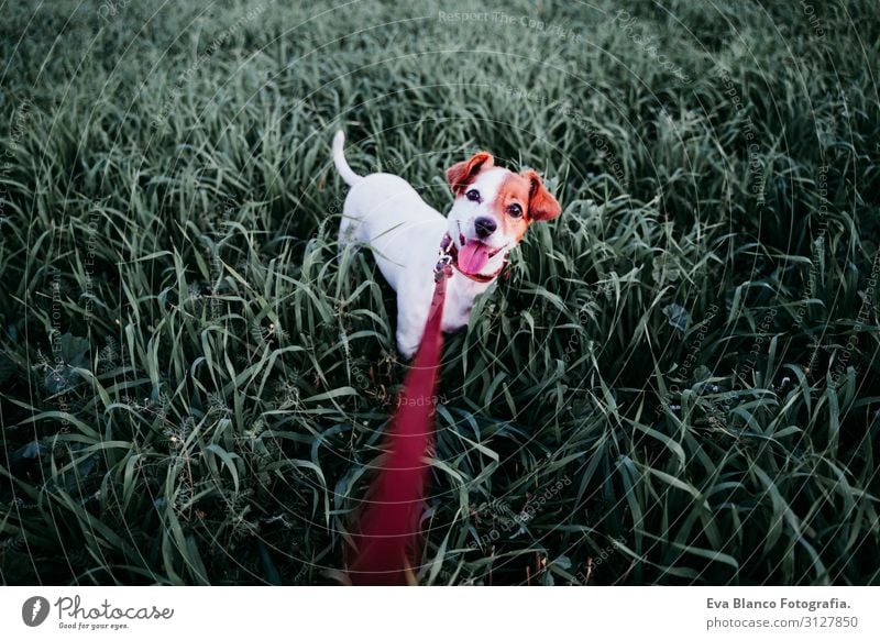 süßer kleiner Jack Russell Hund auf dem Land zwischen grünem Gras Lifestyle Freude Erholung Freizeit & Hobby Spielen Natur Landschaft Tier Frühling Sommer