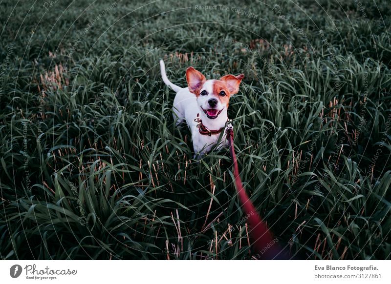 süßer kleiner Jack Russell Hund auf dem Land zwischen grünem Gras Lifestyle Freude Erholung Freizeit & Hobby Spielen Natur Landschaft Tier Sonnenaufgang