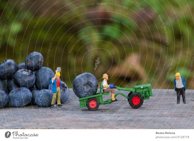 Drei Erntehelfer organisieren mit Schaufeln und Bagger die Einbringung der Ernte überdimensionaler Heidelbeeren Spielzeugwelt Blaubeeren Obst Sommer gesund