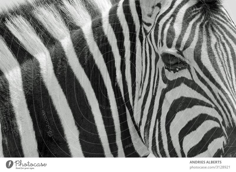 Zebrastreifen - Ikonische Kunst in der Natur Ferien & Urlaub & Reisen Tourismus Ausflug Abenteuer Sightseeing Safari Umwelt Tier Wildtier Zebra-Hintergrund 1