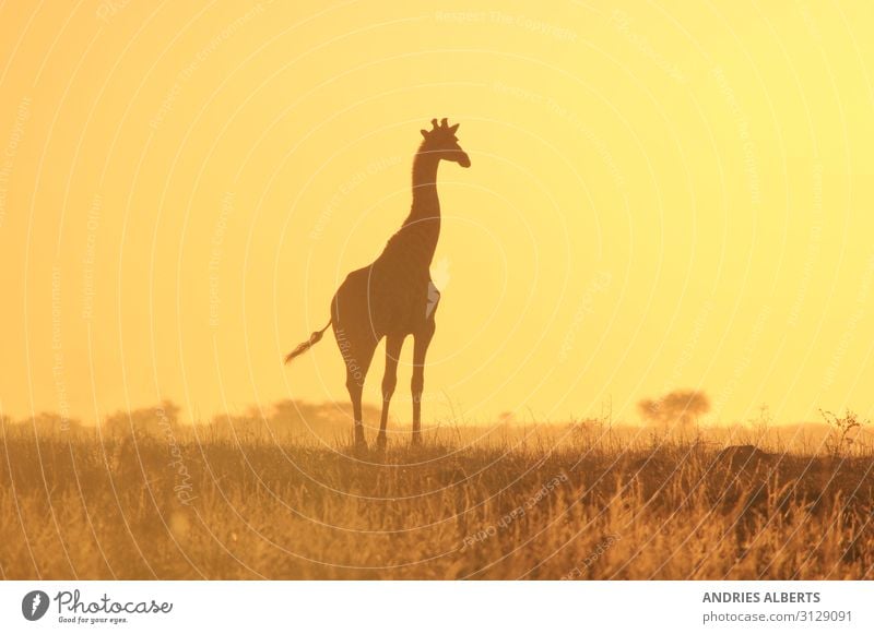 Giraffen-Silhouette - Wildniswunder aus Afrika Ferien & Urlaub & Reisen Tourismus Ausflug Abenteuer Freiheit Safari Expedition Sommer Sommerurlaub Sonne Umwelt