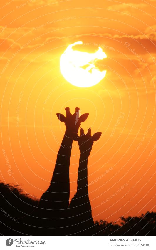 Giraffen-Silhouette - Unter einer magischen Sonne Ferien & Urlaub & Reisen Tourismus Ausflug Abenteuer Freiheit Sightseeing Safari Expedition Sommer