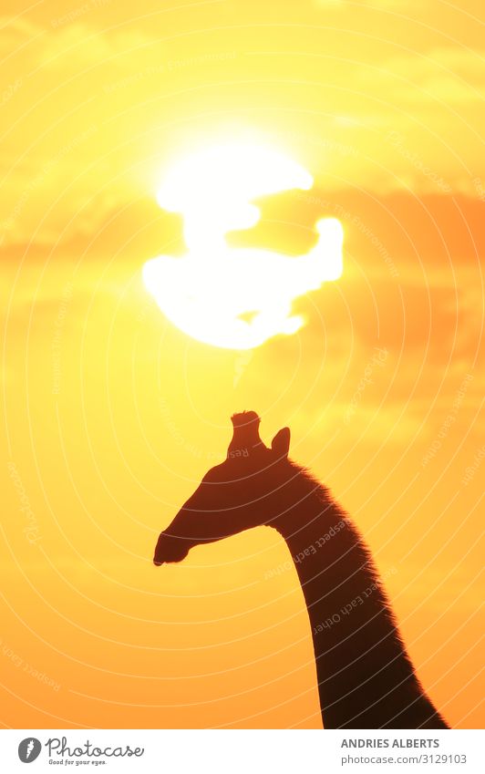 Giraffengnade - Magische Natur und Supersonne Ferien & Urlaub & Reisen Tourismus Ausflug Abenteuer Freiheit Sightseeing Safari Expedition Sommer Sommerurlaub