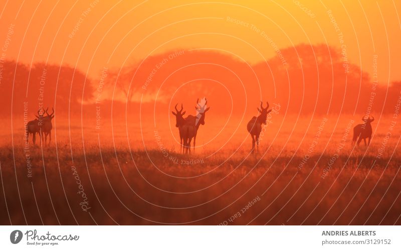 Hartebeest - Silhouette eines roten Sonnenuntergangs Ferien & Urlaub & Reisen Tourismus Ausflug Abenteuer Freiheit Sightseeing Safari Expedition Umwelt Natur