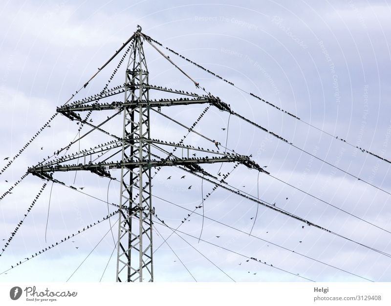 viele Stare sitzen auf einem Strommast und auf Stromleitungen vor grau-blauem Himmel Energiewirtschaft Hochspannungsleitung Umwelt Natur Tier Herbst