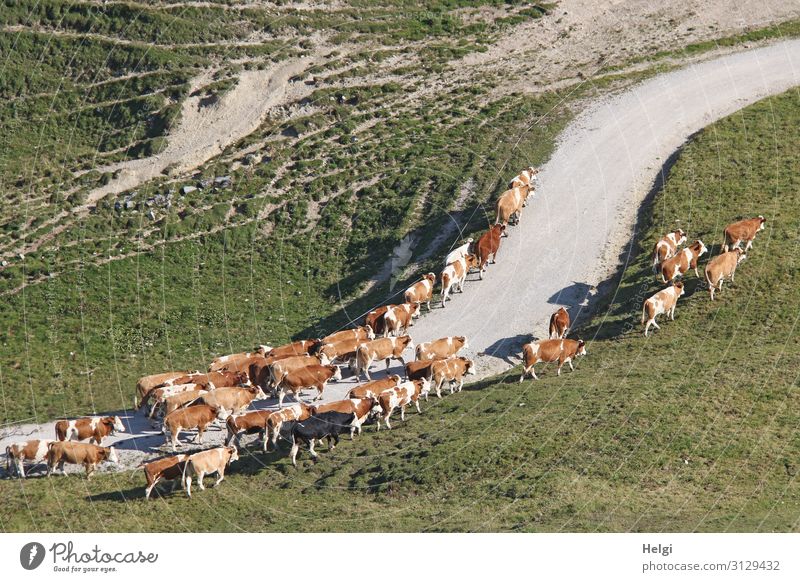Kuhherde unterwegs beim Almauftrieb im Frühling Chiemgauer Alpen Berge u. Gebirge Landschaft Umwelt Natur Kühe Frühjahr Wiese Weide Weg Nutztier Herde
