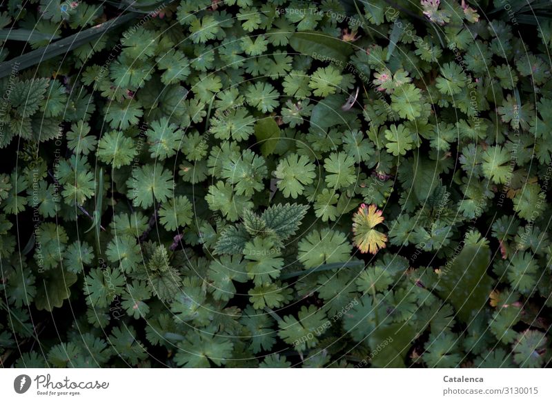 Falscher Schnorchenschnabel bedeckt den Boden. Draufsicht Natur Pflanze Wassertropfen Herbst Blatt Wildpflanze Unkraut Falscher Storchenschnabel Garten Wiese