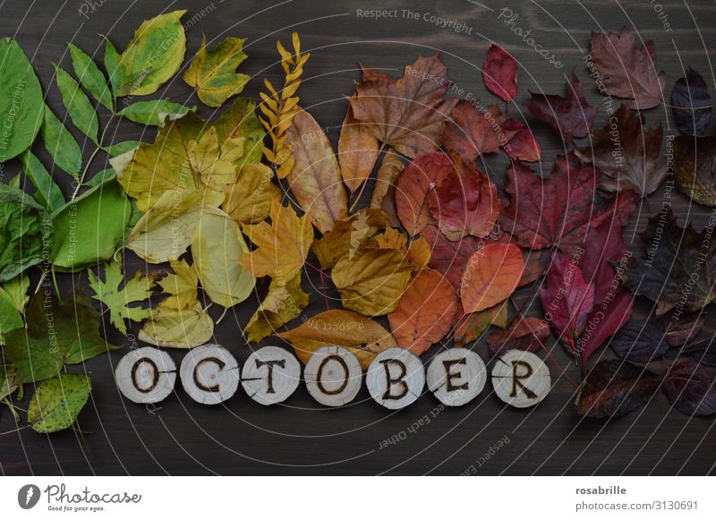 Kalenderblatt Oktober in englisch Umwelt Natur Herbst Blatt Holz fallen leuchten braun gelb grün orange rot Hoffnung Tod unbeständig Vergänglichkeit