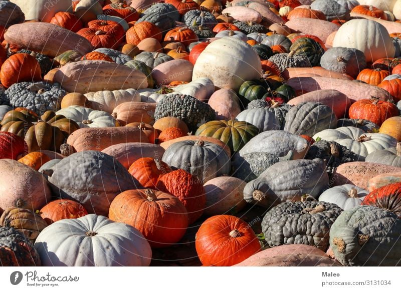 Frische gesunde Biokürbise auf einem Agrarmarkt im Herbst Basar Bioprodukte Biologische Landwirtschaft mehrfarbig Essen zubereiten kochen & garen Bauernhof