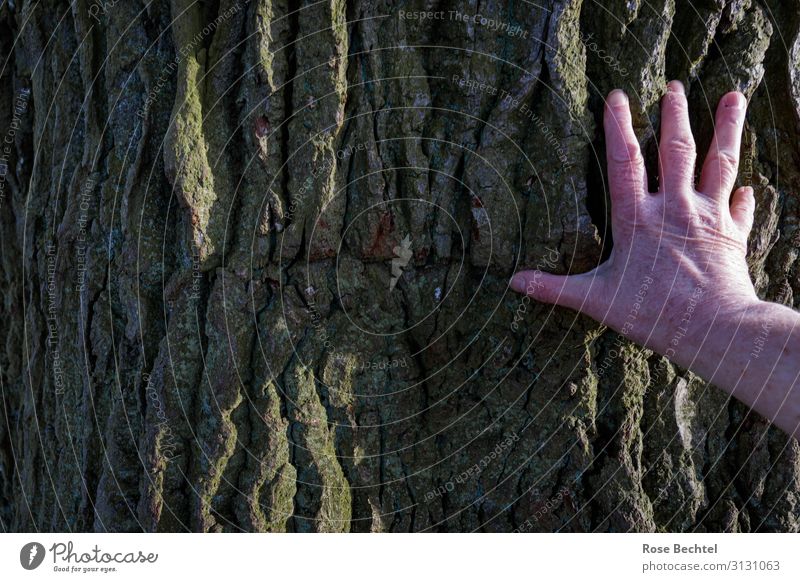 fingerspitzengefühl - Kontakt Hand Pflanze Baum Baumrinde Eiche Eichenrinde berühren braun Schutz waldbaden alt Sommersprossen Farbfoto Außenaufnahme