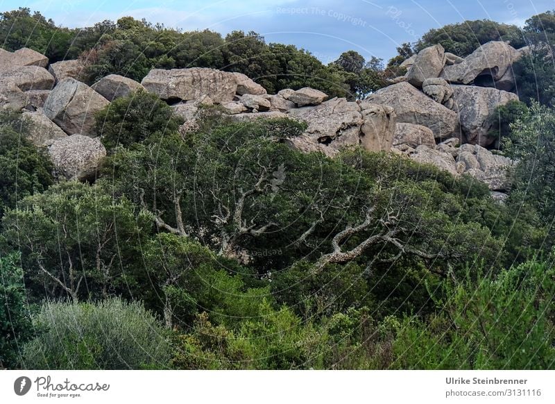 Felsen mit alter Korkeiche in Sardinien Aggius Stein Gestein Geologie Tempio Pausania Landschaft Granitlandschaft Valle della Luna Gallura Natursehenswürdigkeit