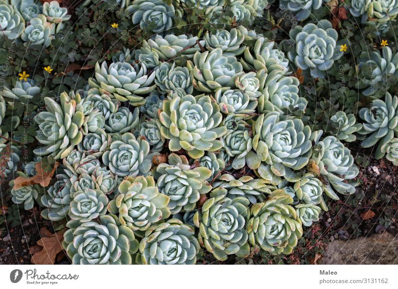 Sammlung von kleinen dekorativen Sukkulenten Dekoration & Verzierung Blume Zimmerpflanze Pflanze Blumentopf grün Natur Botanik Kaktus Wachstum Garten schön