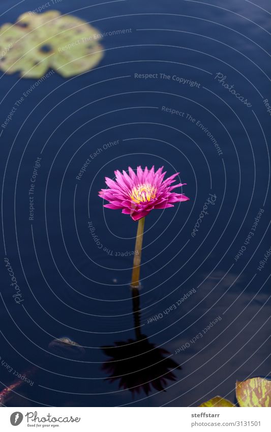 Strahlend rosa Seerose Nymphaea blüht in einem Teich mit Seerosenpolstern. Natur Pflanze Blume Blüte grün rosa Blume Sommerglocke Wasserblume Seerosenblatt