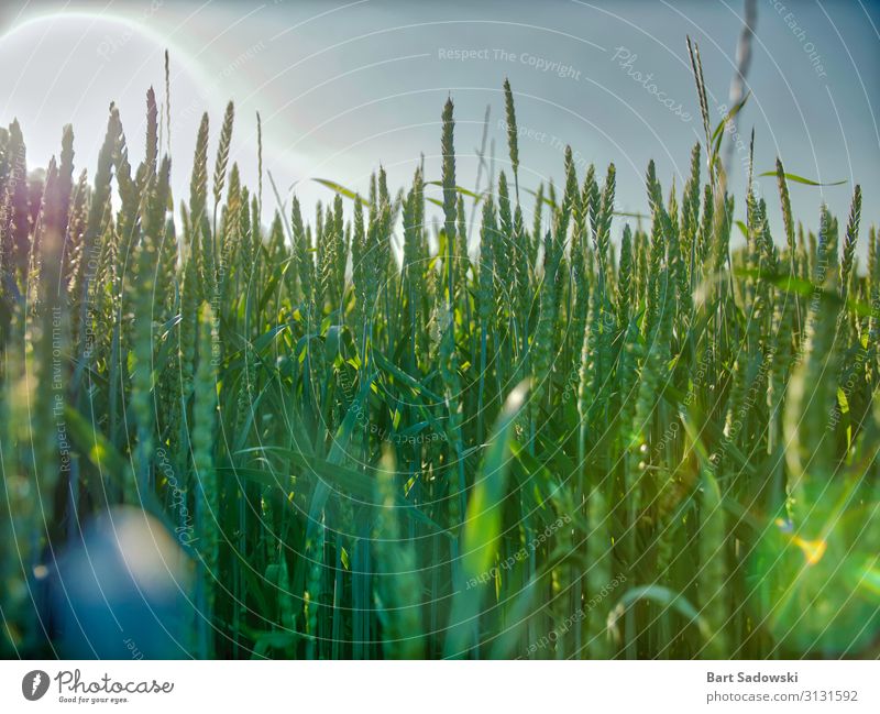 Junger Weizenfeld Detail mit Sonnenblendung Getreide Bioprodukte Gesunde Ernährung Leben Pflanze Gras Nutzpflanze Feld Essen Fressen füttern Wachstum frisch
