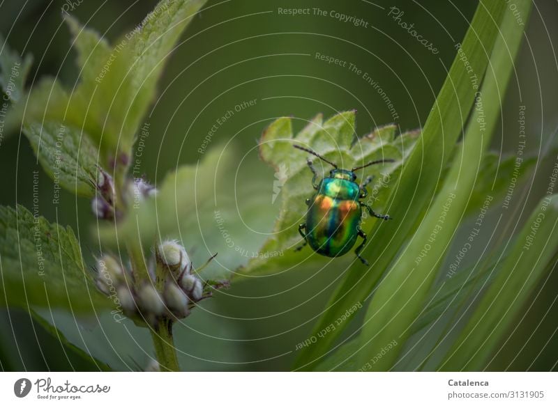 Der bunt schimmernde, ovaläugiger Blattkäfer klettert ein Nesselblatt hoch Insekt Tier Schädling Käfer Makroaufnahme Nahaufnahme Natur grün krabbeln Fühler