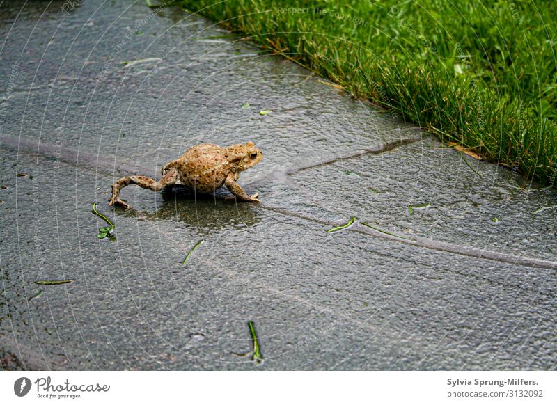 Froschkönig Tier Wildtier rennen Bewegung krabbeln Erfolg frei nass natürlich Neugier schleimig Zufriedenheit Lebensfreude Vorfreude selbstbewußt Mut Tierliebe