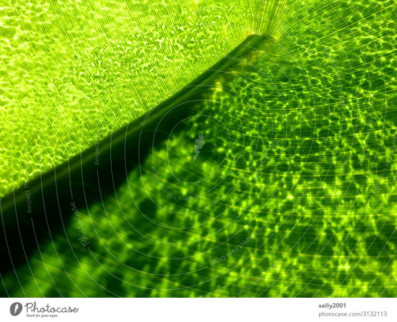 blattgrün... Blatt Blattstruktur Natur Pflanze Zelle Zellen Licht Ader Blattader Blattadern Blattzellen Blattstil leuchtend Chlorophyll schwache Tiefenschärfe