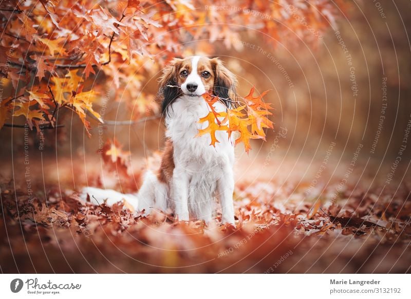 Hund im Herbsttraum Natur Schönes Wetter Baum Wald Tier Haustier 1 mehrfarbig gelb gold orange rot Tierliebe Blatt Farbfoto Außenaufnahme Textfreiraum rechts