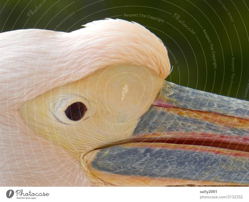 Rosapelikanblick... Tier Wildtier Vogel Tiergesicht Auge Pelikan Feder 1 beobachten Blick ästhetisch außergewöhnlich exotisch schön rosa Farbe Farbfoto