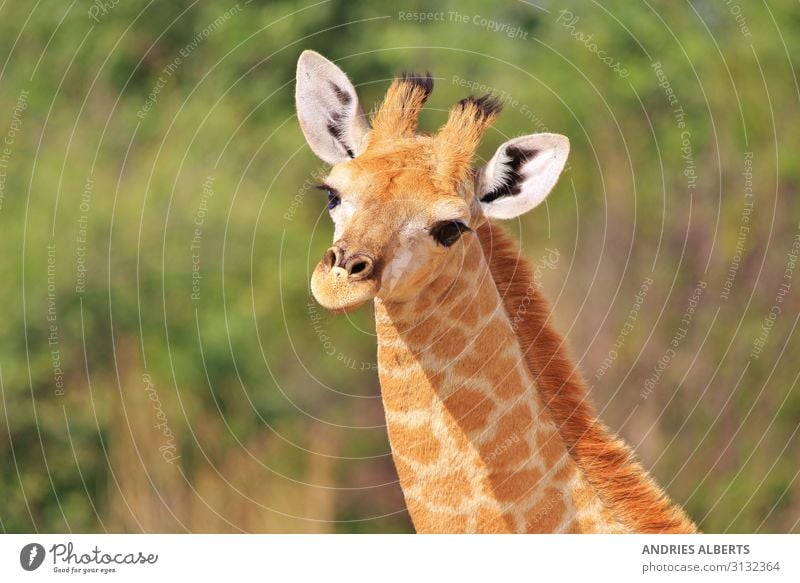 Giraffenkalb - Baby-Tiere in der Natur Ferien & Urlaub & Reisen Tourismus Ausflug Abenteuer Freiheit Sightseeing Safari Expedition Sommer Sommerurlaub Umwelt