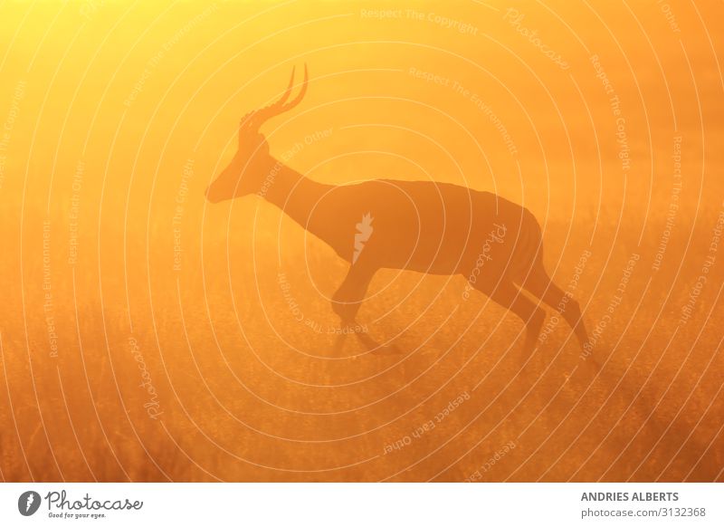 Impala Antilope - Silhouettenlauf Wellness Leben Sinnesorgane Ferien & Urlaub & Reisen Tourismus Ausflug Abenteuer Freiheit Sightseeing Safari Expedition
