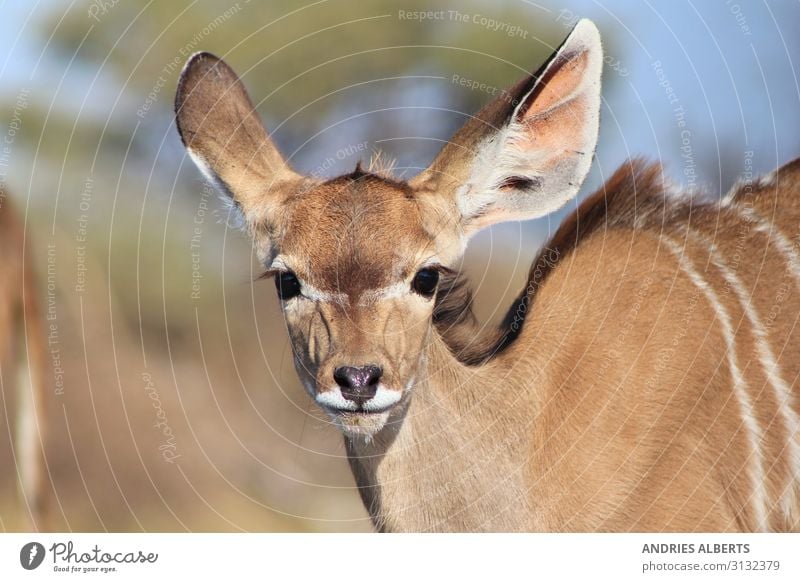 Kudu Kalb - Baby Tiere in der Natur Ferien & Urlaub & Reisen Tourismus Ausflug Abenteuer Freiheit Sightseeing Safari Expedition Sommer Umwelt Sonnenlicht