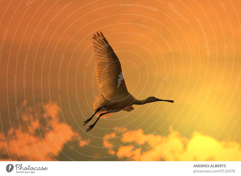 Löffler Storch - Goldener Flug harmonisch Ferien & Urlaub & Reisen Tourismus Ausflug Freiheit Sightseeing Safari Sommer Sonne Umwelt Natur Tier Himmel