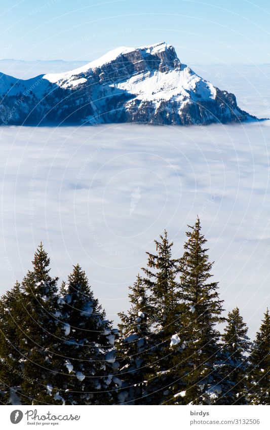 über den Wolken... Ferien & Urlaub & Reisen Schnee Winterurlaub Berge u. Gebirge Natur Wolkenloser Himmel Klimawandel Schönes Wetter Tanne Alpen Gipfel
