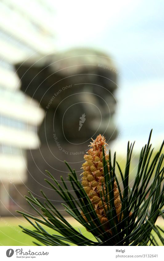 Nahaufnahme eines Kiefernzweiges mit Blüte, im Hintergrund unscharf die Statue von Karl Marx in Chemnitz Natur Schönes Wetter Pflanze Kiefernnadeln Wiese Stadt