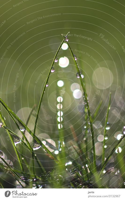 eingang Pflanze Wassertropfen Schönes Wetter Gras Wiese Flüssigkeit frisch hell nass natürlich Natur Farbfoto Außenaufnahme Nahaufnahme Menschenleer