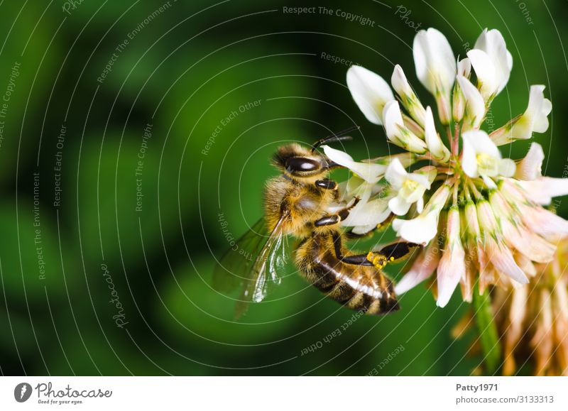Biene sammelt Pollen an einer Kleeblüte Pflanze Blume Blüte Tier Nutztier 1 Arbeit & Erwerbstätigkeit Fressen gelb grün weiß genießen nachhaltig Natur Überleben