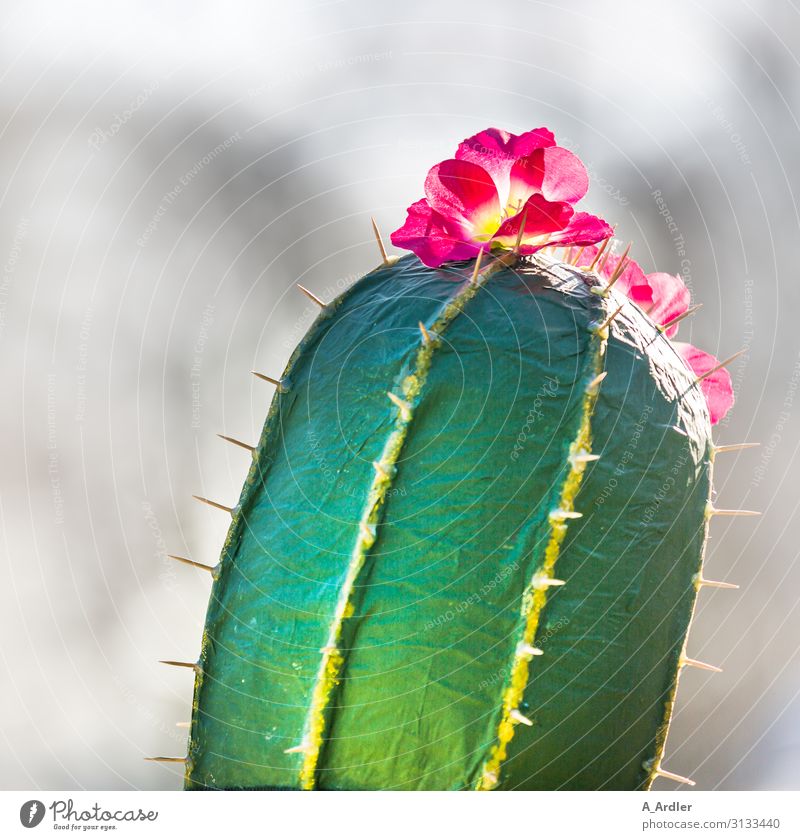 Kaktus mit Blüte | Fingerspitzengefühl exotisch Freude Feste & Feiern Karneval Jahrmarkt Kunst Kunstwerk Veranstaltung Party Pflanze Hut außergewöhnlich